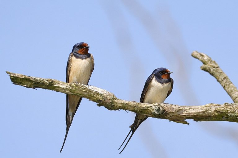 barn swallow, swallow, birds-8068880.jpg