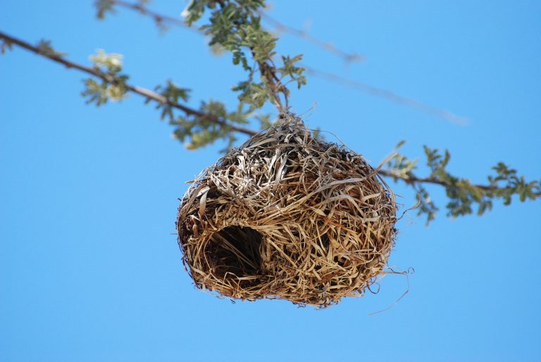 nest, tree, bird's nest-806301.jpg