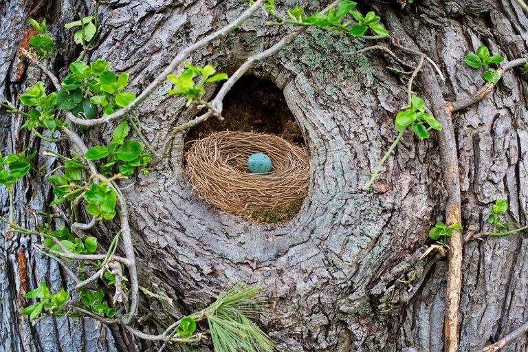 bird's nest, robin's nest, robin egg-3404743.jpg